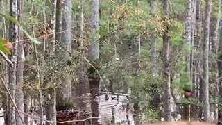 Wood ducks in nature.