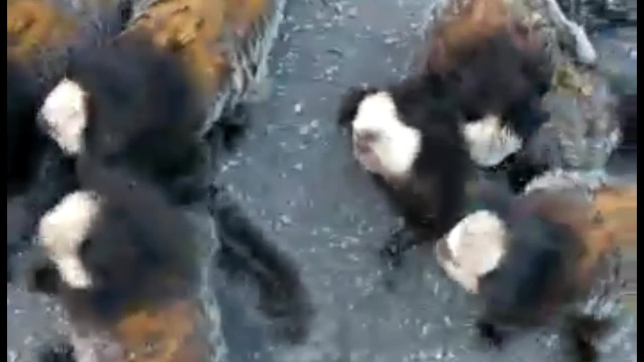 Monkey invasion on the highway