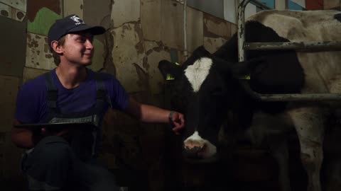 Young farm worker stroking a cow