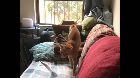 ¡Theodore Hobbes - el Gato Biónico - ya está listo para Halloween!