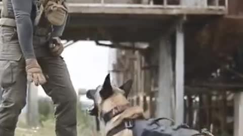 Dog training tricks 🦮,Smart dog training video
