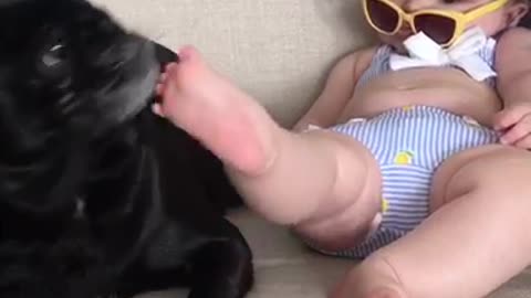 Black pug licks blue hat baby's feet