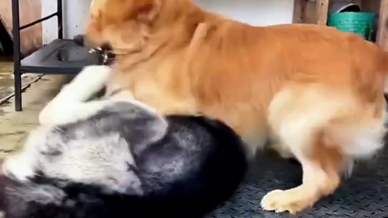 funny cat and dogs 🎥 70 #short #funnycatanddogs