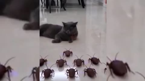 New...Funny pets and cute animals compilation #001ll funny pets