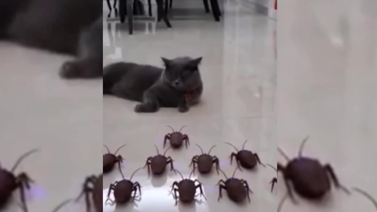 New...Funny pets and cute animals compilation #001ll funny pets