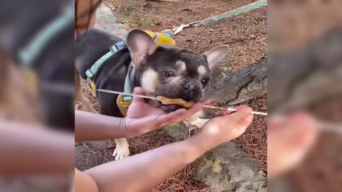 The dog that wants to swim at the sight of water, does your dog also like to eat lamb kebabs