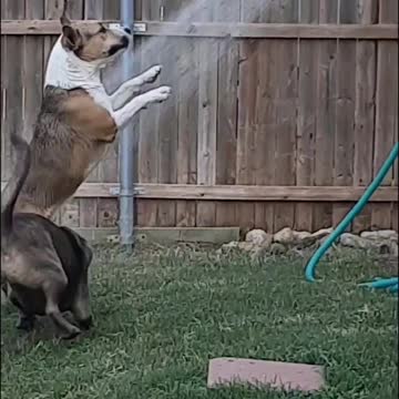 Dog Shower