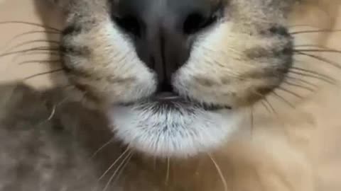 the cutest animals
