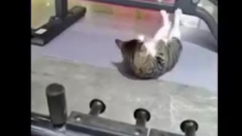 Cats and dogs very funny