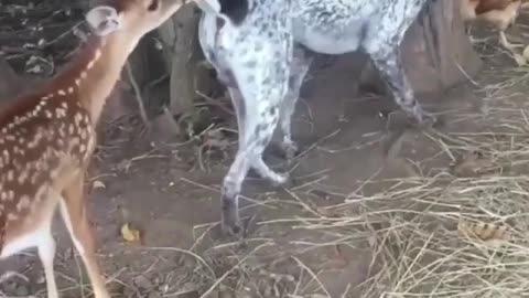 Cutest video you'll see all day