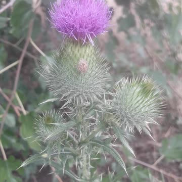 The beauty of wild grass