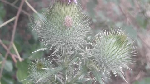The beauty of wild grass