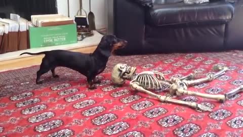 FUNNY Dogs Scared of Funny Babies and Pets