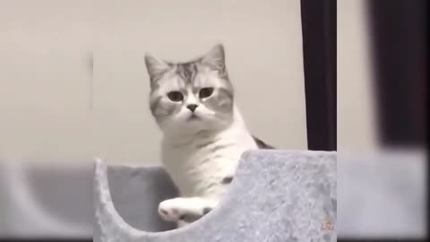 videos engraçados by cats fofos 2021