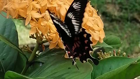butterfly drink nectar in flowers