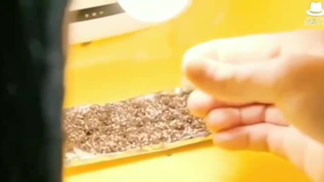 Eye opening Experiment of Wifi effect on plants