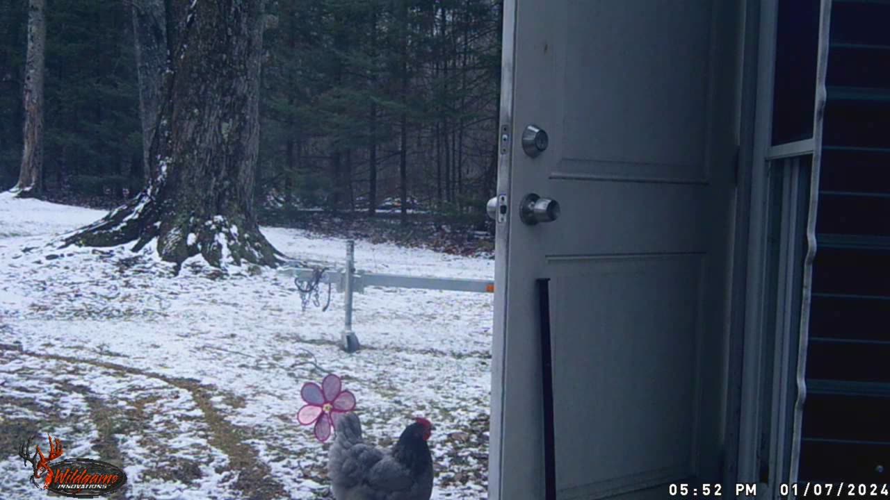 2024 01 29 5 the time a deer came right to the front door of the barn