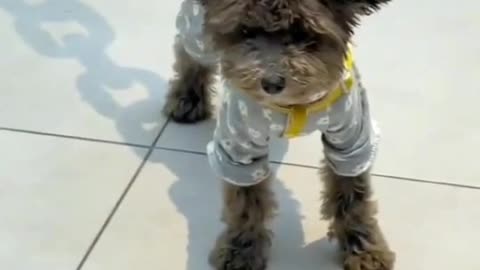 Dangerouse Dog try to not laught