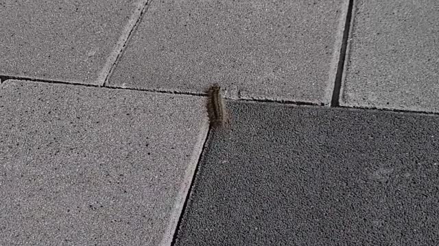 what worm is this?