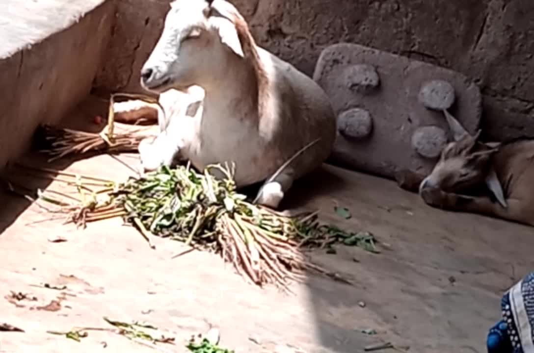 Funny Africa Goat, Sleeping, snoring and Farting all at the same time