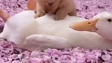 Dog lovers 🥰🥰