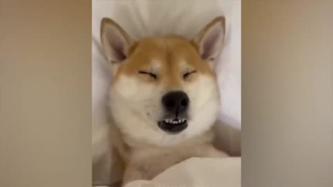 Funny Animals Compilation #5