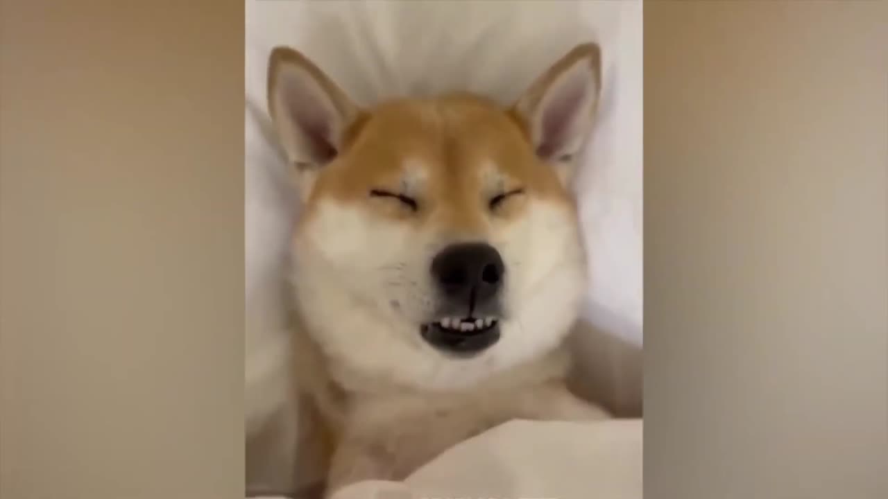 Funny Animals Compilation #5