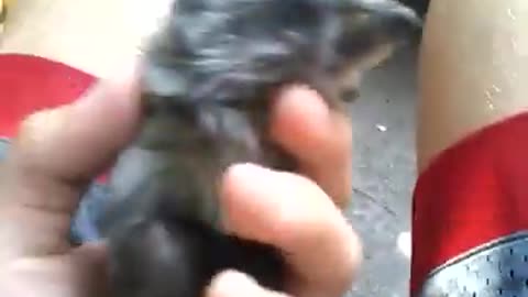 Funny animals
