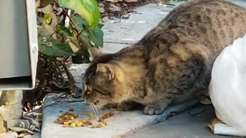 20240316 165008 CPACat1 Eating