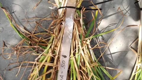 Garlic Harvest Time!!! 🧄🧄🧄😋😋😋