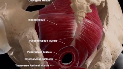 Pelvic floor muscles