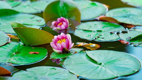 Lord Winter - Lily Pad