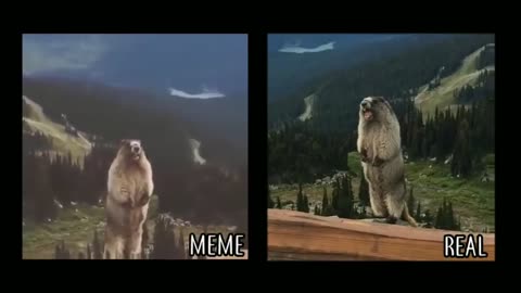 Screaming Bever| Real Vs Meme 😂😂😂😁😁