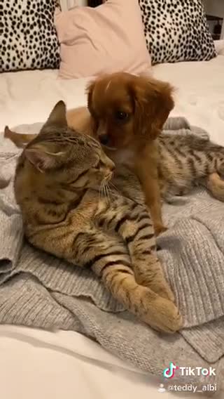Cat and puppy preciously cuddle with each other