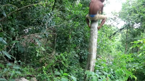 Adventure in forest - Find Fruit In The Jungle - Eating santol delicious
