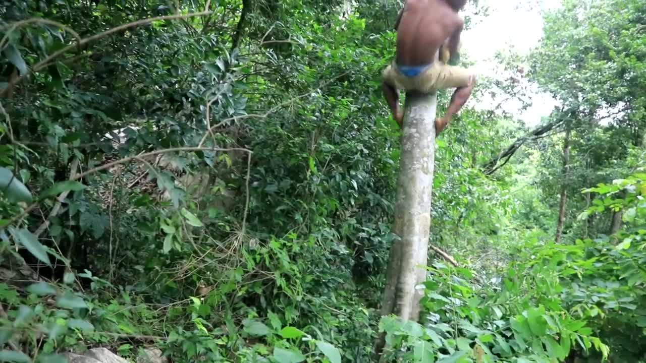 Adventure in forest - Find Fruit In The Jungle - Eating santol delicious