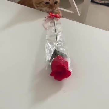 funny cats, The cat gives flowers for forgiveness. cute cats, blooming cat, sorry cat ,baby,huny cats,reconcile