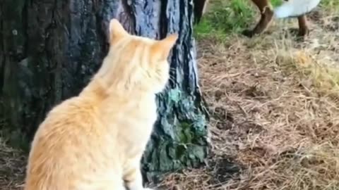 Funny Cat