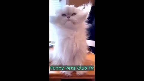 Funny Cats & Dogs Video Compilation 2024 | Hilarious Pet Moments