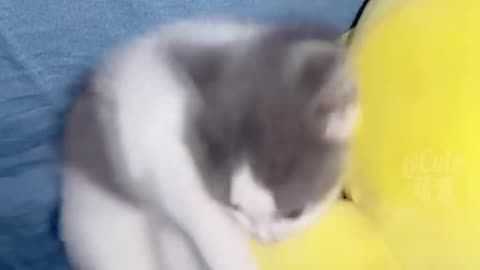 FUNNY CAT VIDEO #VIRAL