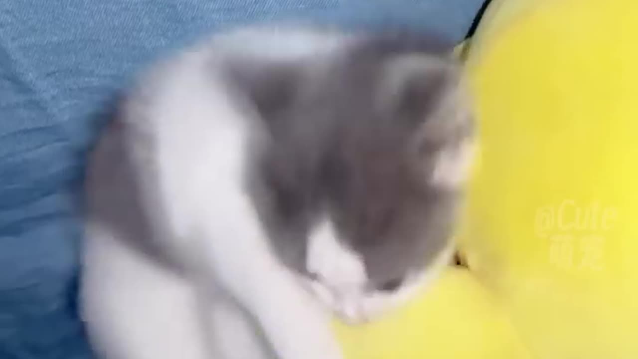 FUNNY CAT VIDEO #VIRAL