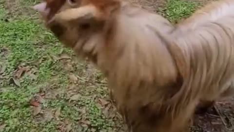 cute animals