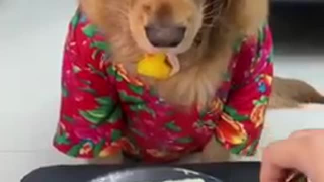 Try Not To Laugh At This Ultimate Funny Dog Video Compilation