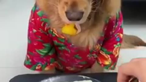 Try Not To Laugh At This Ultimate Funny Dog Video Compilation