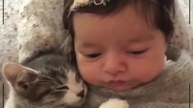 getefunny cats