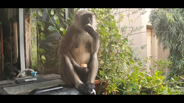 This is female monkey..comes everyday in house's balcony..
