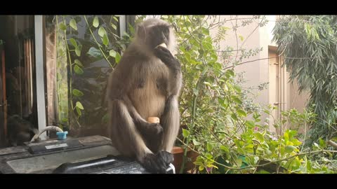 This is female monkey..comes everyday in house's balcony..