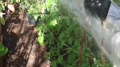 Fail garden . Too hot for thinking