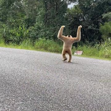 Man show love with forest monkey