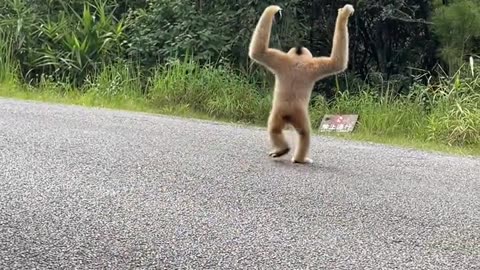 Man show love with forest monkey